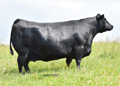 Lot 20: SAV Blackcap May 0592