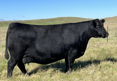 Lot 17: Blackline Emblynette 9344 - (Renown -F)