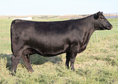 Lot 5: SAV Emblynette 8616