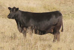 SAV Blackcap May 3501 (Flush)