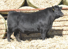 Lot 4: J5 Renovation 415