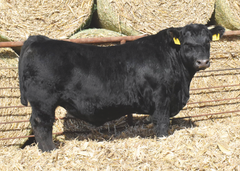 Lot 5: J5 Renovation 417