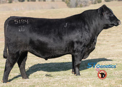 Angus Semen/Embryo Bundle: SB10-4694