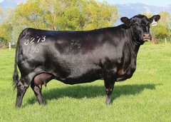 Lot 21: Coleman Dixie Erica 8273