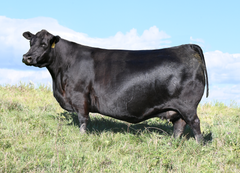 Lot 22: SAV Emblynette 7524 - (Badlands - M)