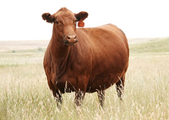 Lot 16: BJR Crystal 013H