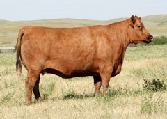 Lot 5: BJR Dakel 703E