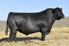 Lot 11: Barstow Queen W16