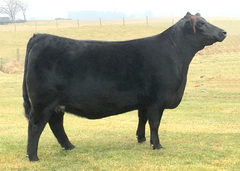 Lot 7: Beaver Creek Scaara 544