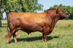 Lot 2: TBJR Miss Sensation 407