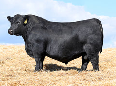 Lot 54: SAV Blackcap May 0588 - Flush