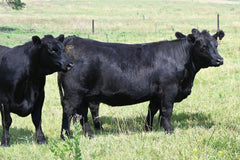 Lot 14: SAV Blackcap May 0588 - (President)