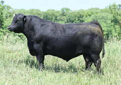 Lot 1: Blackline Blackcap May 3543