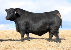 Lot 33: SAV Blackcap May 0592 - (President)