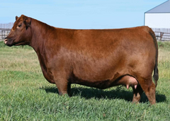 Lot 9: Blair’s Jessie 128J