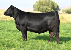 Lot 6: Coleman Donna 2448 - (Riverside)
