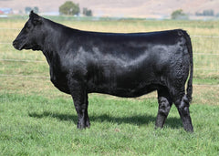 Lot 15: Coleman Donna 2571 - (Riverside)