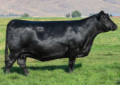 Lot 18: Mill Brae Iden Georgina 4086 - (Easy Decision)