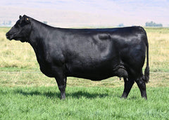 Lot 1: Coleman Donna 7231 - (Easy Decision)