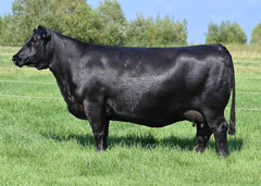Lot 15: Coleman Donna 8216