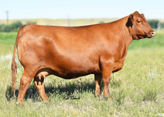 Lot 4: Brown Abigrace Y7813