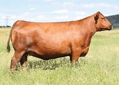 Lot 1: Brown Ms Conquest Z7869