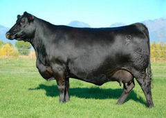 Lot 3: Chloe Juanada 7009
