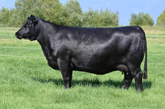 Lot 13: Coleman Donna 8216 - (Security)