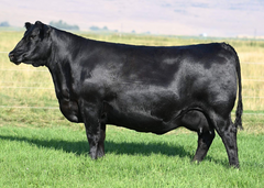 Lot 10: Coleman Donna 9365