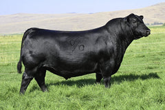 Lot 9: Vermilion Blackbird 9003 (Coleman Glacier)