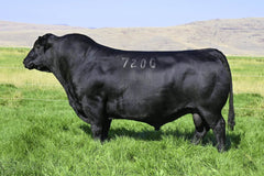 Lot 11: Coleman Everelda Entense 2321