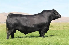 Lot 3: Lawsons Chloe C815