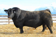 Lot 21: SAV Emblynette 6506