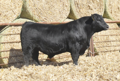 Lot 6: J5 Cattlemaster 418