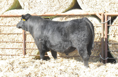 Lot 2: J5 Regard 411