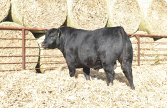 Lot 3: J5 Architect 412