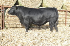 Lot 3: J5 Architect 412