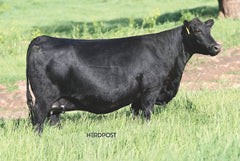 D Lazy T Madame Pride 2306 - Flush