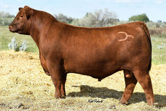 Lot 5: BJR Dakel 703E