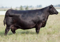 Lot 15: EXAR Blackbird 0698