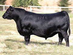 AVF Sara 2304 - 7 embryos