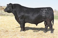 Angus Semen/Embryo Bundle: SB10-4694