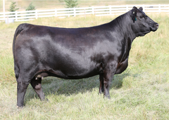Lot 11: HF Blackcap 58F