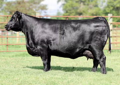 Lot 2: Hoffman 3210 Rito Lady 9962