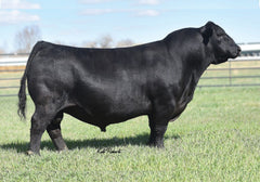 Lot 13: V Bar Miss Maid 776F