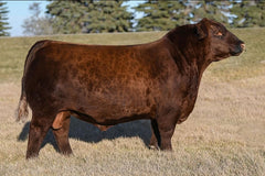 Lot 9: Blair’s Jessie 128J