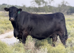 Lot 9: KLA Forever Lady 861