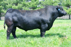 LD Capitalist 316 - 3 units