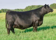 Lot 28: LFE BA Jennifer 29J