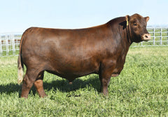 Lot 18: Blockana 02X